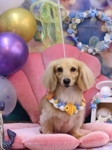 20240823こはるちゃん